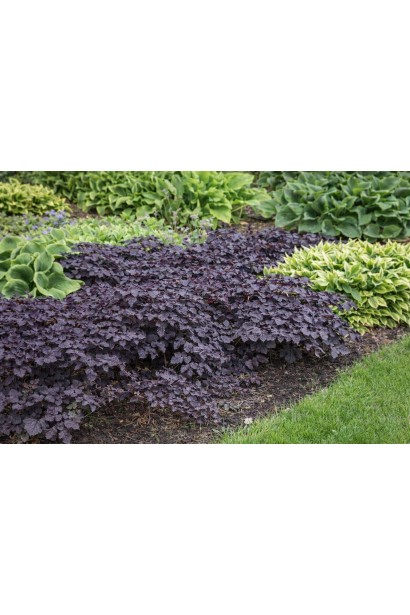 Astilbe Dark Side of the Moon використання